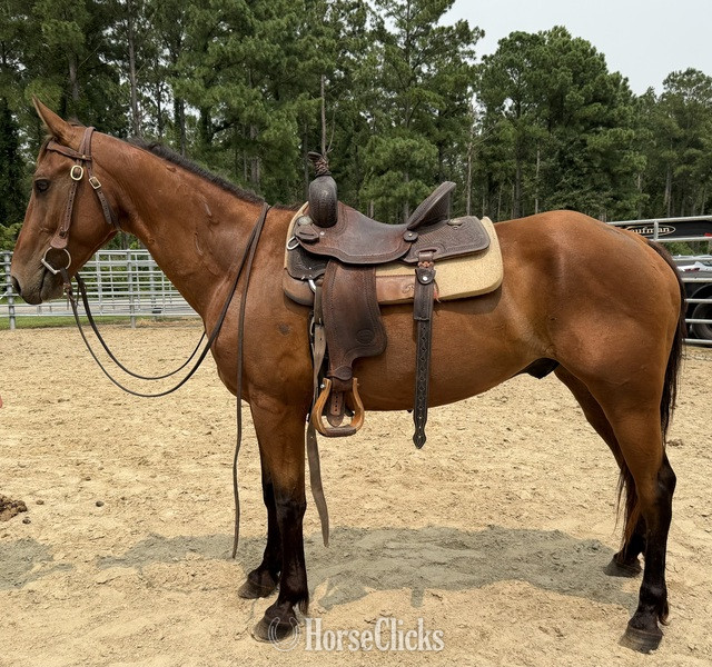 "Bay" Bay Gelding Morgan - Morgan in North Carolina