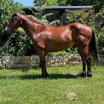 "Nickel" Bay Gelding Quarter Horse