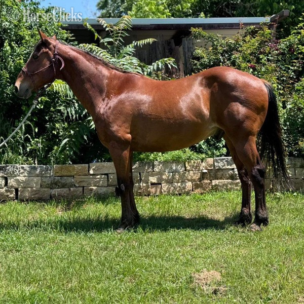 "Nickel" Bay Gelding Quarter Horse in Texas
