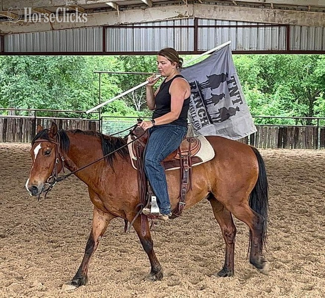 "Nickel" Bay Gelding Quarter Horse