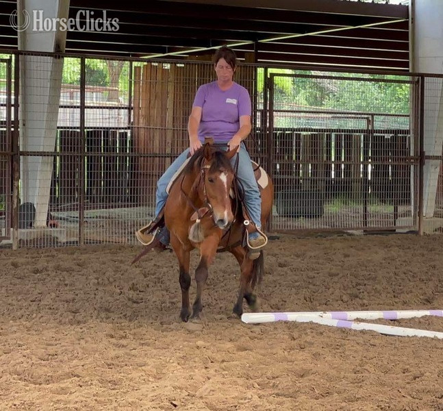 Texas "Nickel" Bay Gelding Quarter Horse