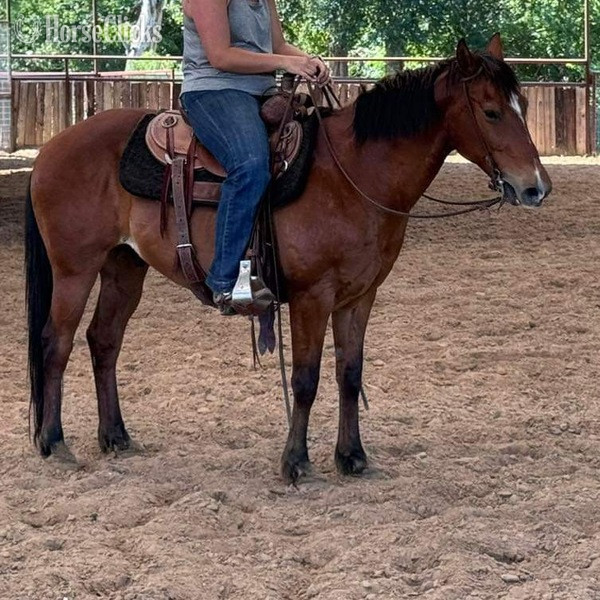 "Nickel" Bay Gelding Quarter Horse - Quarter Horse in Texas