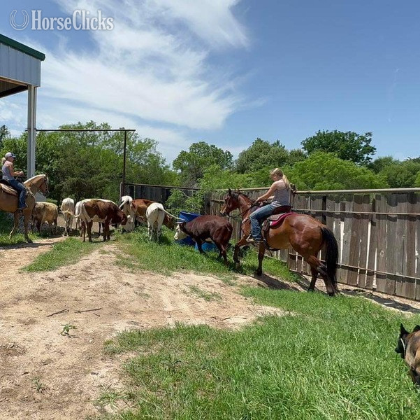 "Nickel" Bay Gelding Quarter Horse - Quarter Horse