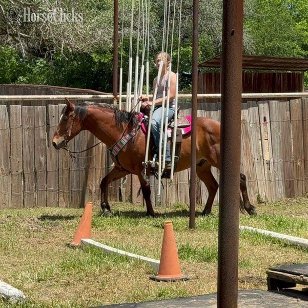 "Nickel" Bay Gelding Quarter Horse Texas