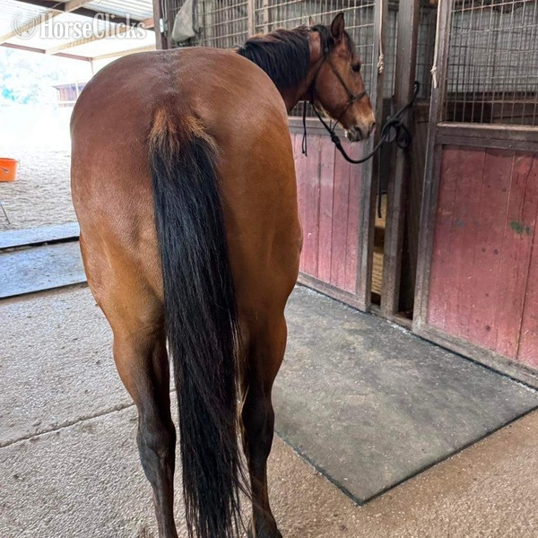 Quarter Horse - "Nickel" Bay Gelding Quarter Horse in Texas