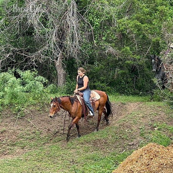 Quarter Horse - "Nickel" Bay Gelding Quarter Horse