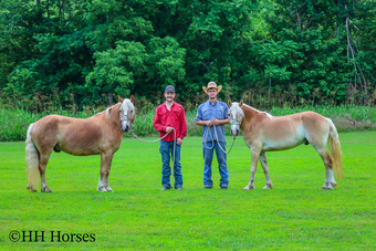 "DUKE AND DAN" Palomino Gelding Haflinger