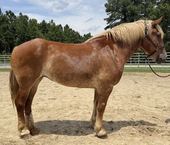 "Mare " Sorrel Mare Belgian