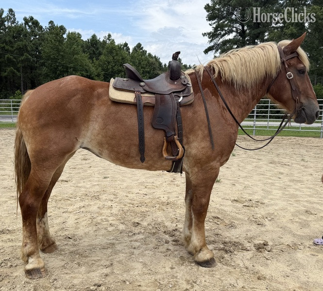 "Mare " Sorrel Mare Belgian - Belgian in North Carolina