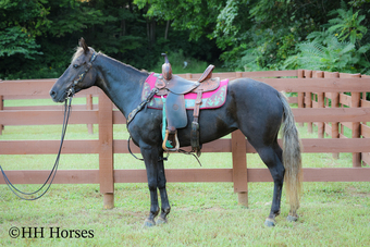 "LINDOR" Chocolate Mare Rocky Mountain
