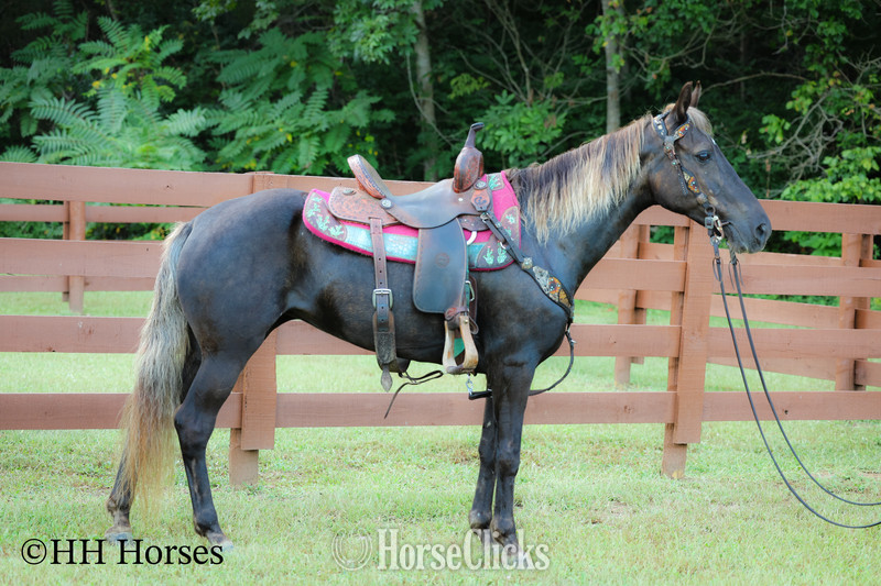 "LINDOR" Chocolate Mare Rocky Mountain