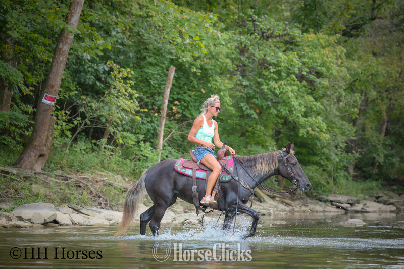 "LINDOR" Chocolate Mare Rocky Mountain - Rocky Mountain in Kentucky