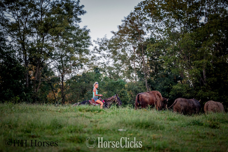 "LINDOR" Chocolate Mare Rocky Mountain Kentucky