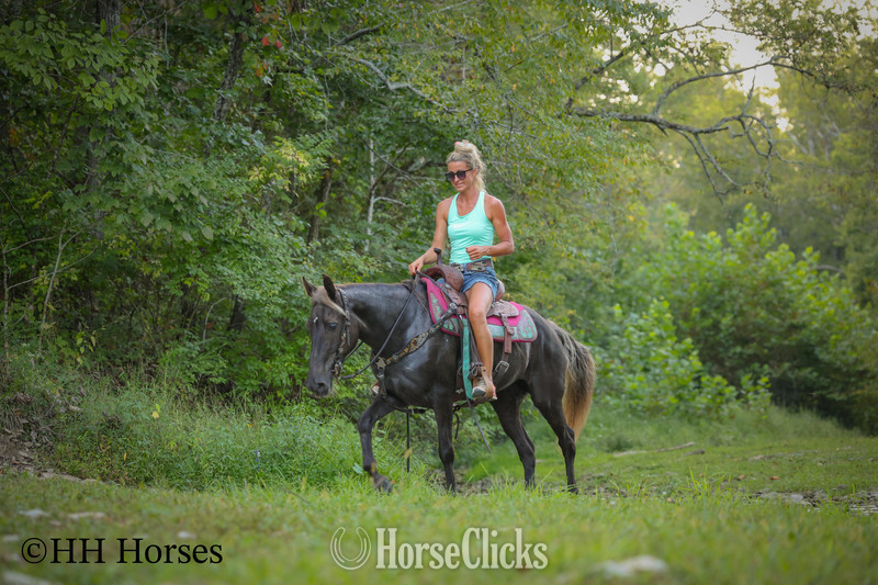 Rocky Mountain - "LINDOR" Chocolate Mare Rocky Mountain in Kentucky