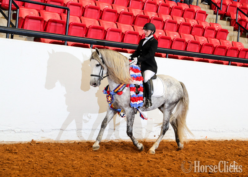 "RDL Venerable PLC" Grey Stallion Andalusian