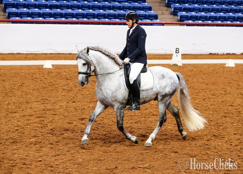 Texas "RDL Venerable PLC" Grey Stallion Andalusian