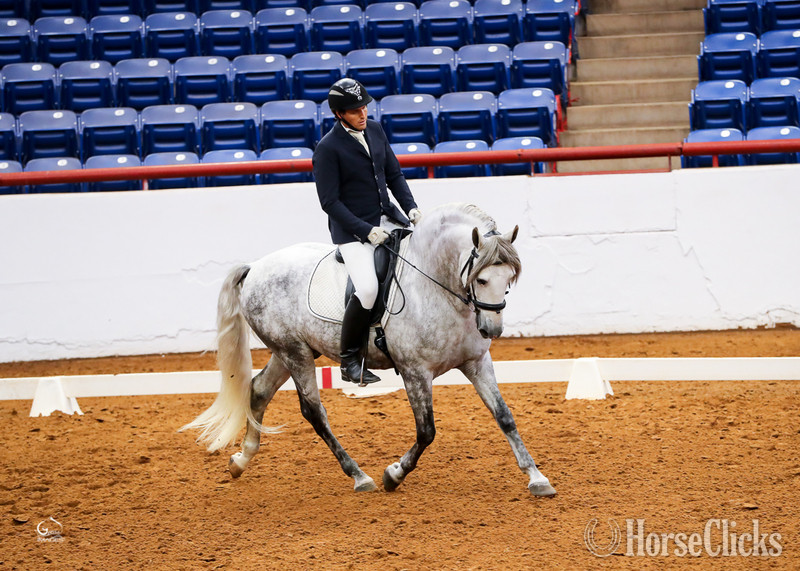 "RDL Venerable PLC" Grey Stallion Andalusian - Andalusian in Texas