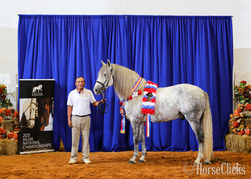 "RDL Venerable PLC" Grey Stallion Andalusian - Andalusian