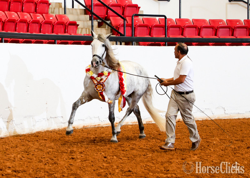"RDL Venerable PLC" Grey Stallion Andalusian Texas
