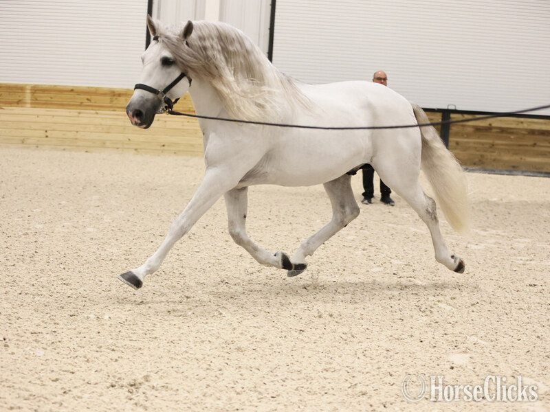 "RDL Venerable PLC" Grey Stallion Andalusian in Texas