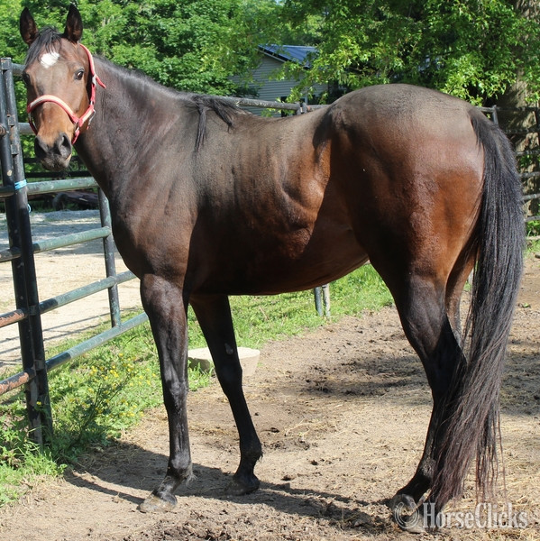 "QUITE A KISS" Bay Mare Thoroughbred in Indiana