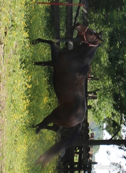 "QUITE A KISS" Bay Mare Thoroughbred
