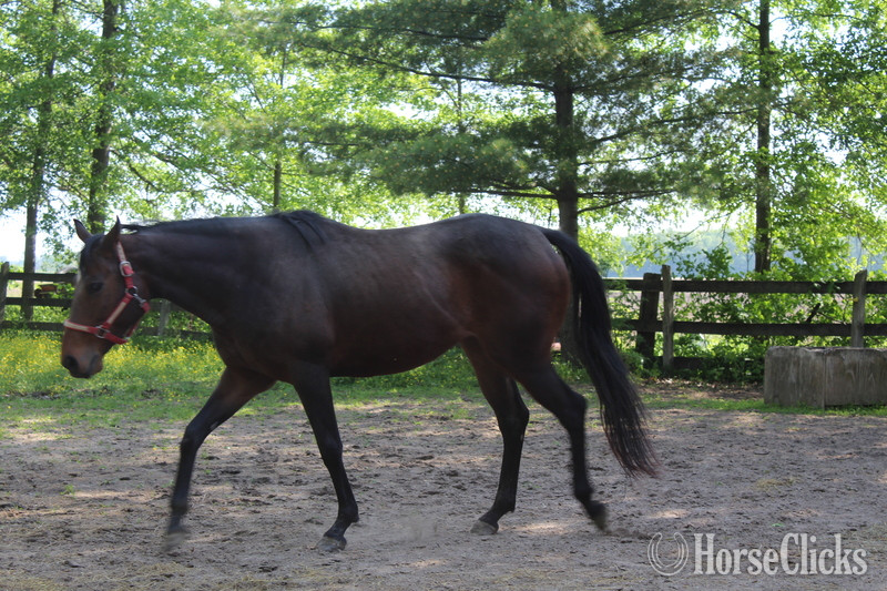 Indiana "QUITE A KISS" Bay Mare Thoroughbred