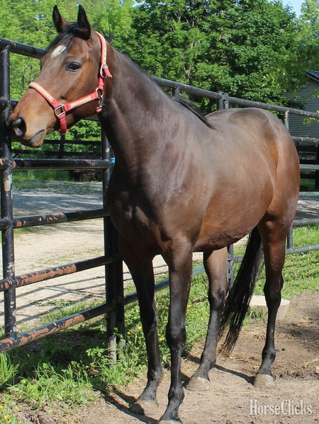 "QUITE A KISS" Bay Mare Thoroughbred - Thoroughbred in Indiana