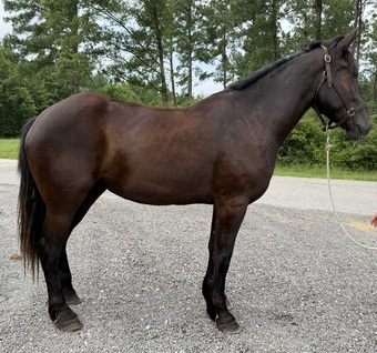 "Mare" Black Mare Percheron