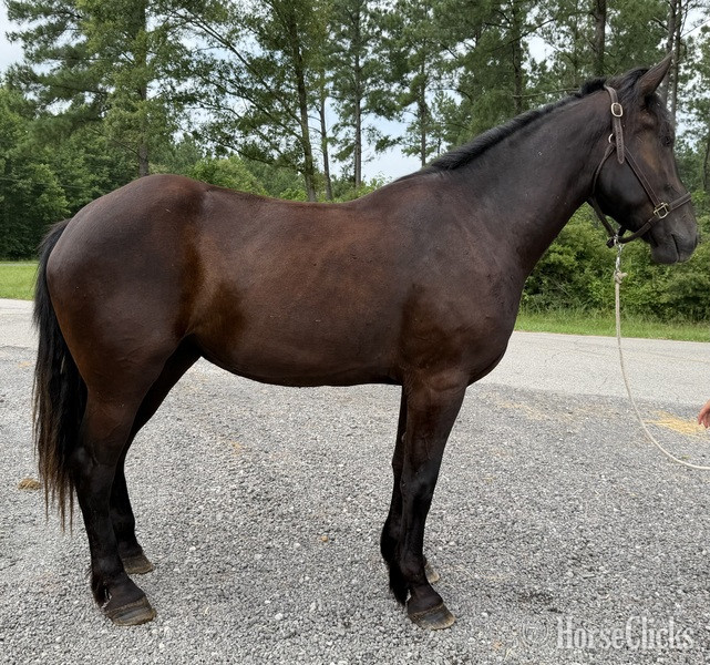 "Mare" Black Mare Percheron in North Carolina