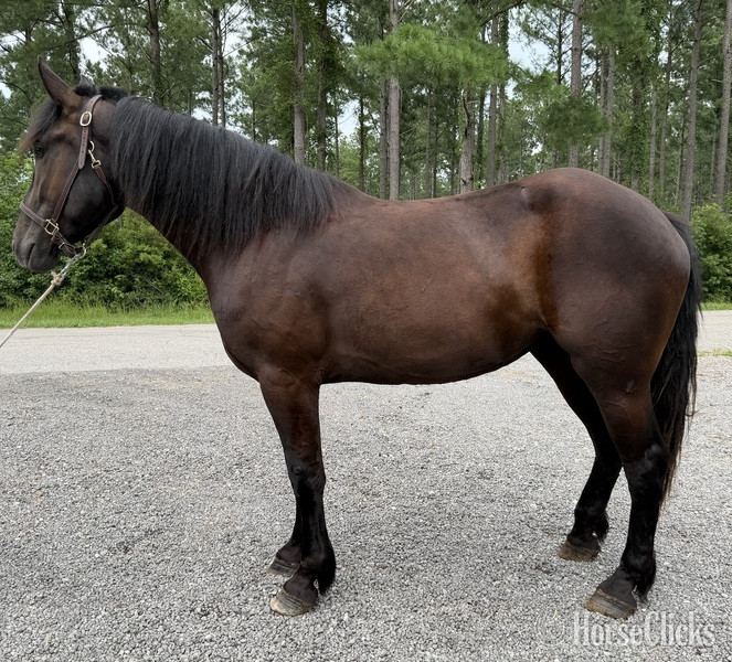 "Mare" Black Mare Percheron