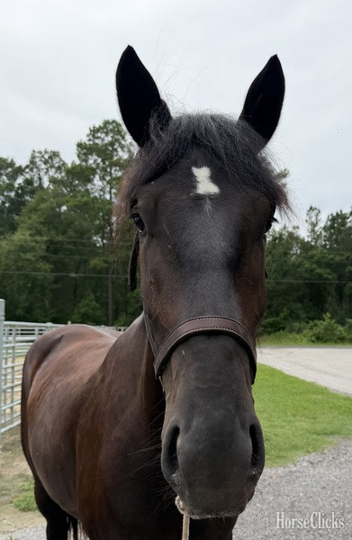 North Carolina "Mare" Black Mare Percheron