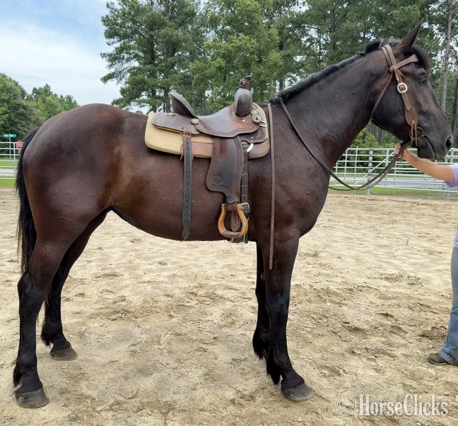 "Mare" Black Mare Percheron - Percheron