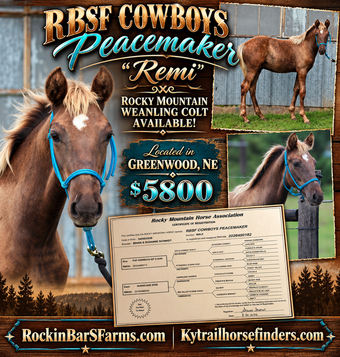 "RBSF Cowboys Peacemaker " Chocolate Colt Rocky Mountain