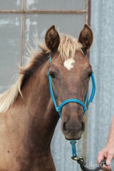 Kentucky "RBSF Cowboys Peacemaker " Chocolate Colt Rocky Mountain