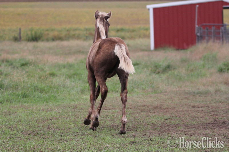 "RBSF Cowboys Peacemaker " Chocolate Colt Rocky Mountain