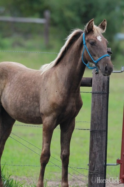 "RBSF Cowboys Peacemaker " Chocolate Colt Rocky Mountain - Rocky Mountain in Kentucky