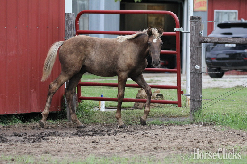 "RBSF Cowboys Peacemaker " Chocolate Colt Rocky Mountain Kentucky
