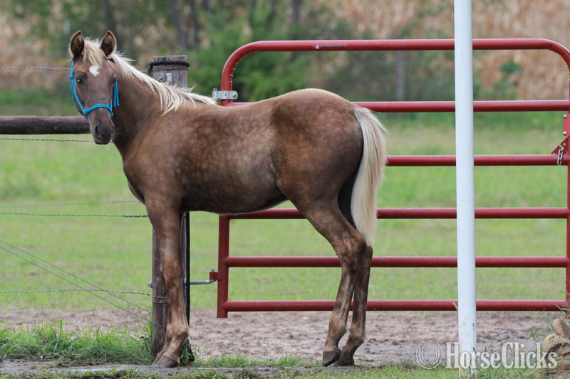 Rocky Mountain - "RBSF Cowboys Peacemaker " Chocolate Colt Rocky Mountain in Kentucky