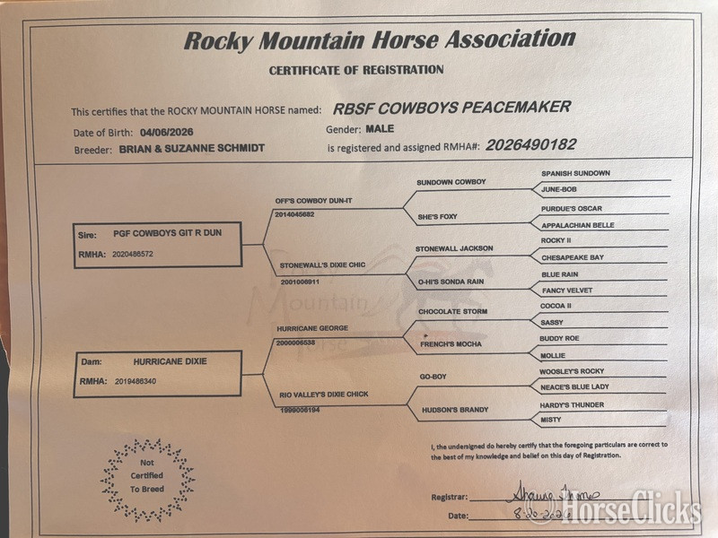 Rocky Mountain - "RBSF Cowboys Peacemaker " Chocolate Colt Rocky Mountain