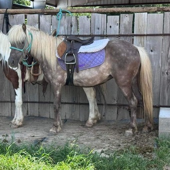 "Mocha" Chocolate Mare Pony