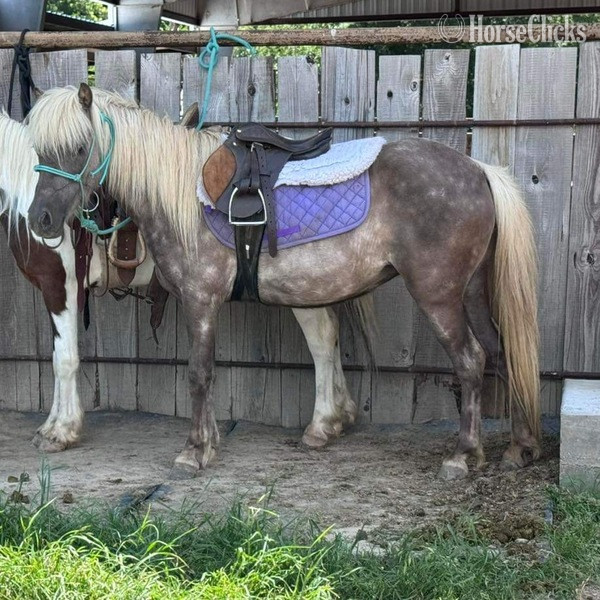 "Mocha" Chocolate Mare Pony in Texas
