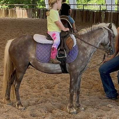 Texas "Mocha" Chocolate Mare Pony