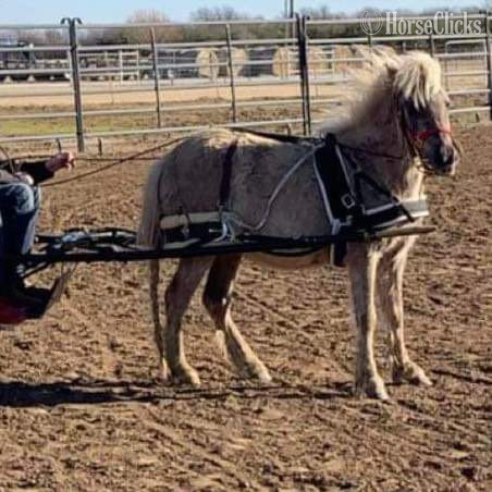"Mocha" Chocolate Mare Pony - Pony in Texas