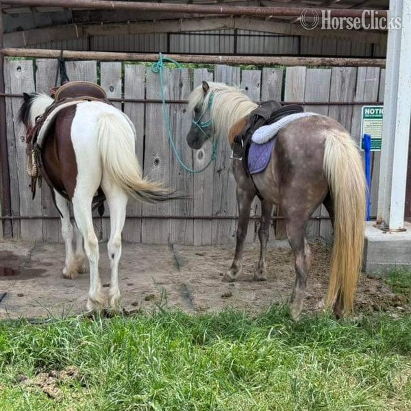 "Mocha" Chocolate Mare Pony - Pony