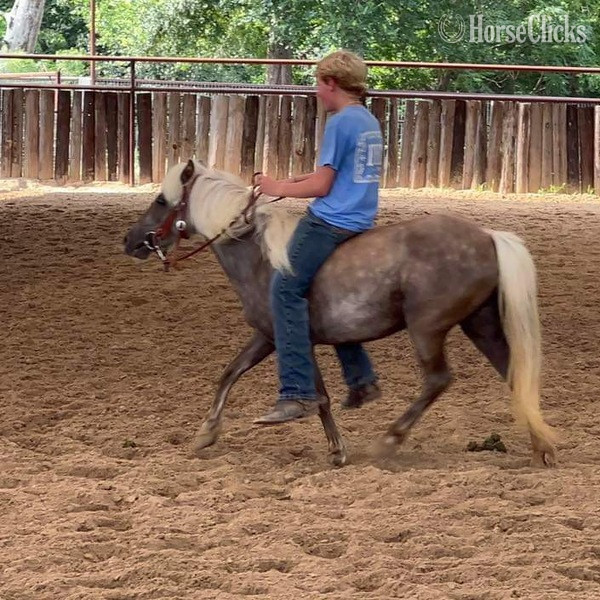 "Mocha" Chocolate Mare Pony Texas