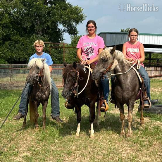 Pony - "Mocha" Chocolate Mare Pony in Texas