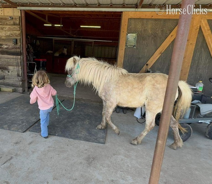 Pony - "Mocha" Chocolate Mare Pony