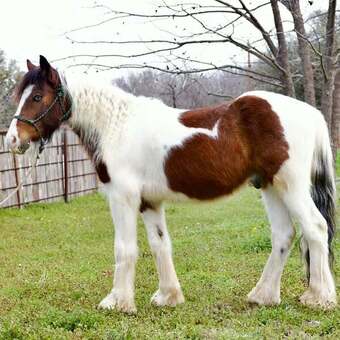 "Ocho" Bay Gelding Gypsy Vanner