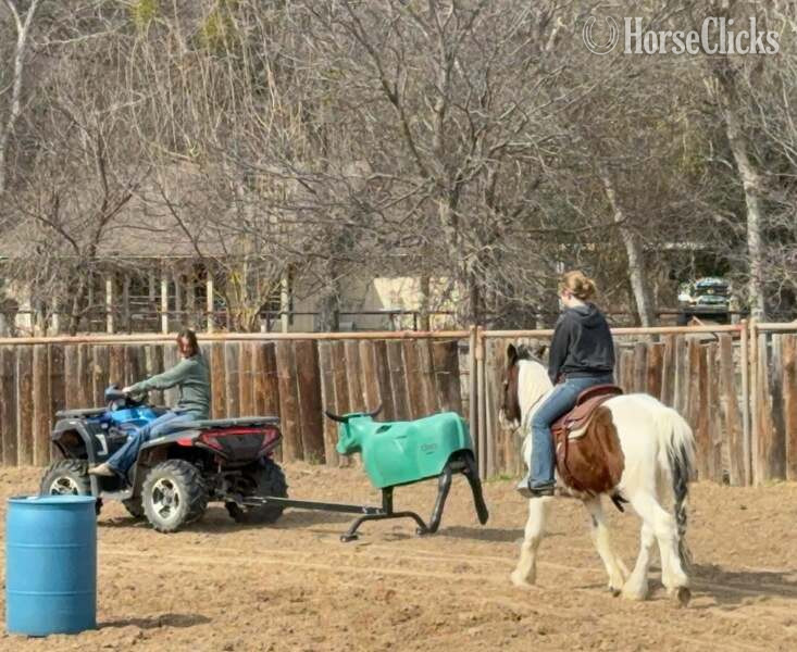 "Ocho" Bay Gelding Gypsy Vanner